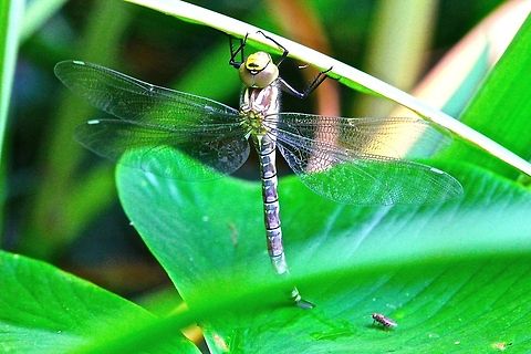 New dragonfly A newly emerged Southern Hawker? Dragonfly waiting for its delicate wings to dry before flying for the first time. Aeshna cyanea,Geotagged,Southern Hawker,United Kingdom