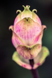 IMG_7155