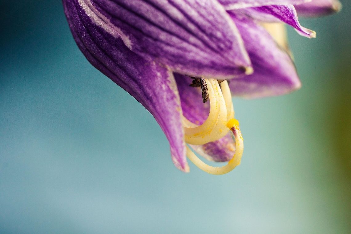 Orchids