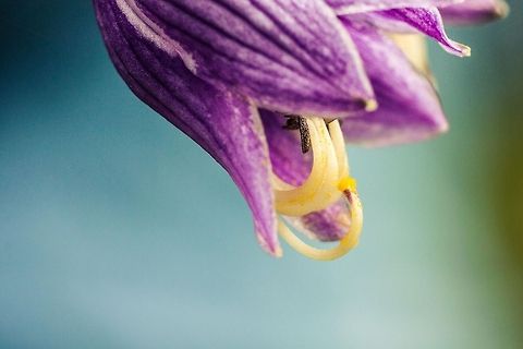 Orchids