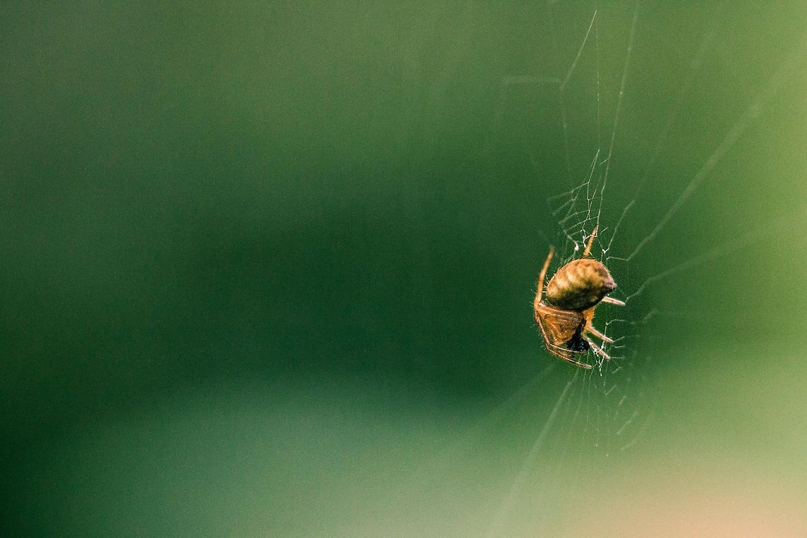 Spider in web