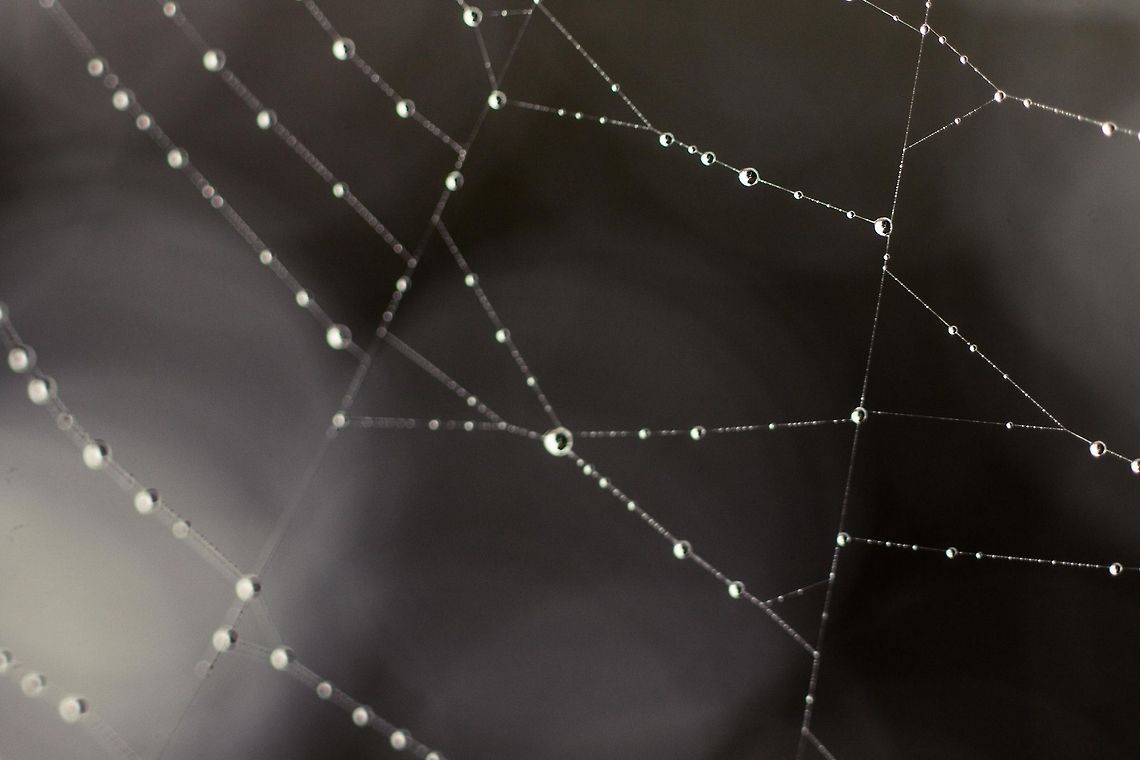 dew drops  dew drops