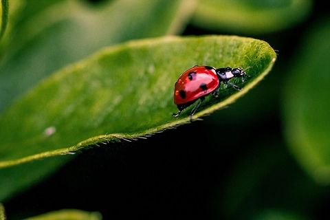 IMG_7297  Coccinella septempunctata,Seven-spot ladybird