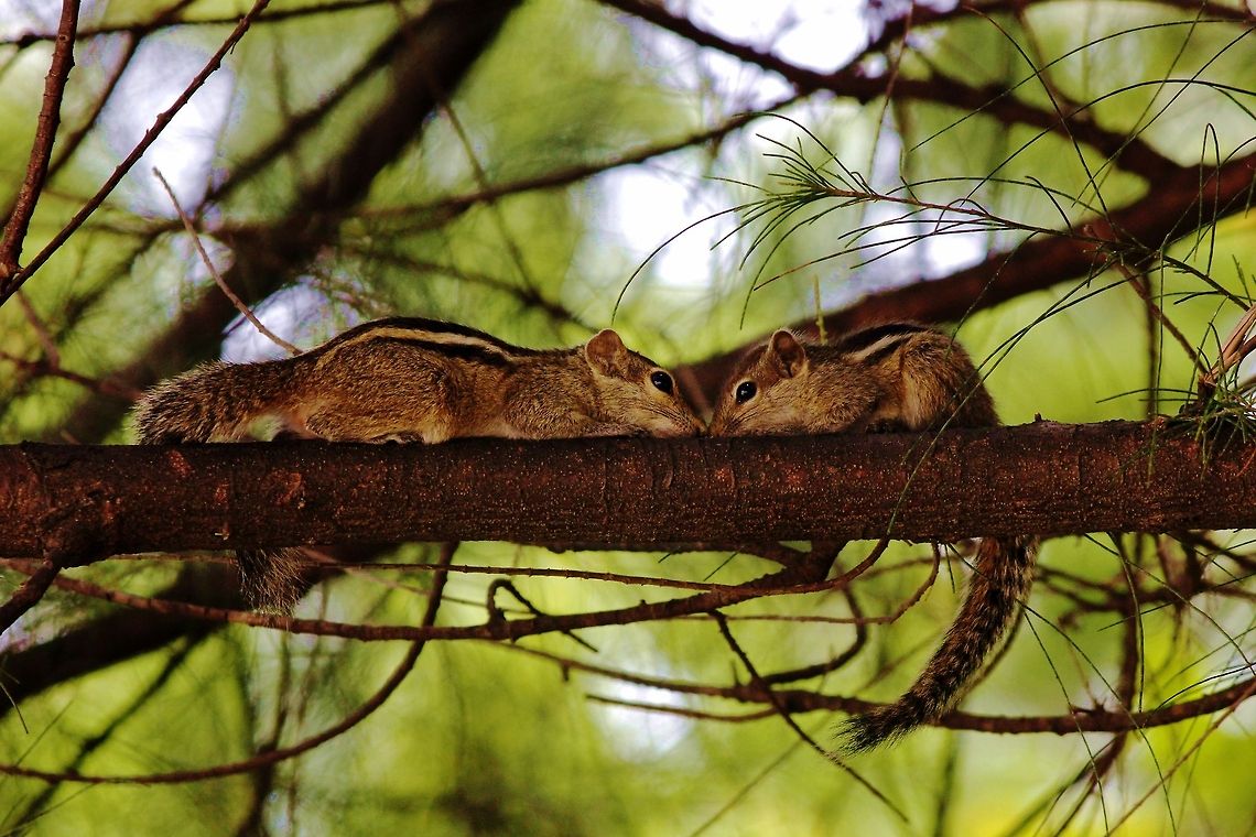 Animal love  Funambulus palmarum,Geotagged,Indian palm squirrel,Sri Lanka