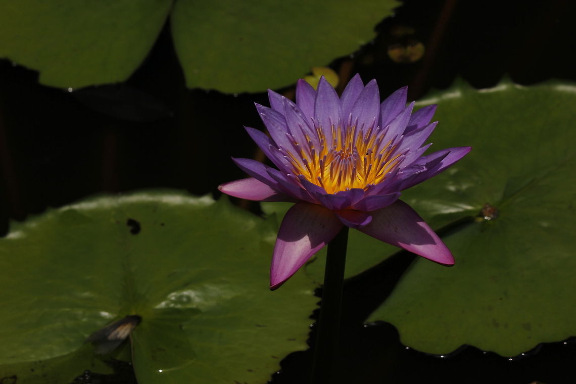 colors of nature  Geotagged,Nymphaea nouchali,Sri Lanka