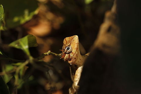 Keep an eye open  Calotes versicolor,Geotagged,Oriental Garden Lizard,Sri Lanka