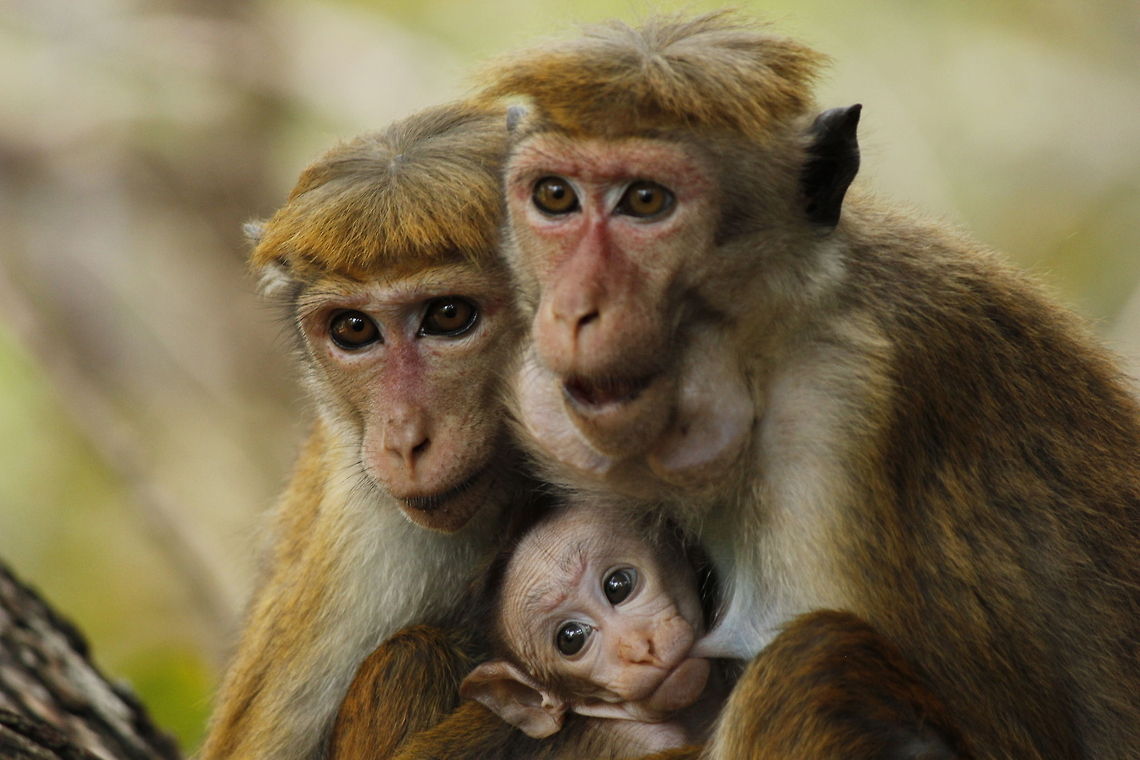 Monkey family  Geotagged,Macaca sinica,Sri Lanka,Toque macaque