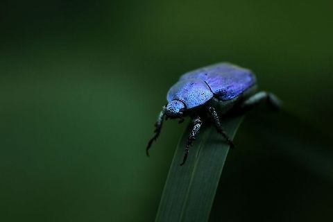 Hoplia coerulea  Geotagged,Hoplia coerulea,Spain