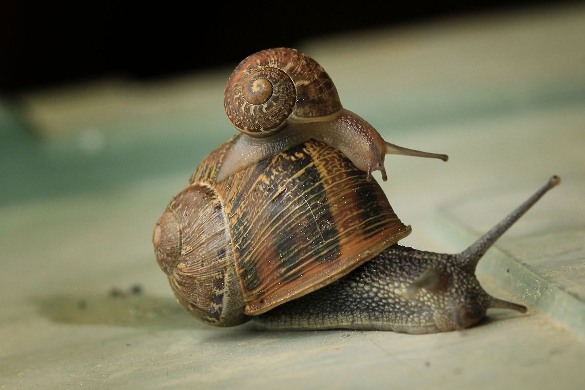 _MG_8692  Geotagged,Helix aspersa,Spain,Spring