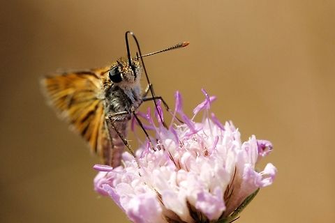 Butterfly skipper butterfly - Hesperiidae Butterfly,Geotagged,Lulworth skipper,Spain,Thymelicus acteon