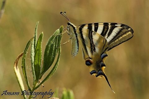 Scarce Swallowtail  Iphiclides podalirius,Scarce Swallowtail
