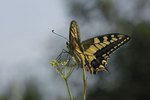 Old World Swallowtail  Geotagged,Old World swallowtail,Papilio machaon,Spain
