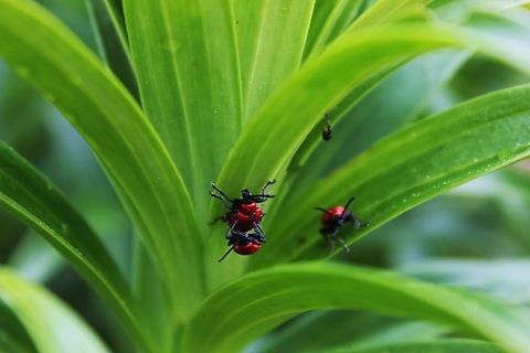 The viewer  Chrysomelidae,Criocerinae,Geotagged,Lilioceris,Lilioceris lilii,Lily leaf beetle,Scarlet lily beetle,Spain,Spring