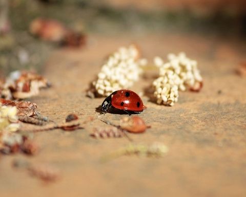 IMG_3492  Coccinella septempunctata,Geotagged,Seven-spot ladybird,Spain