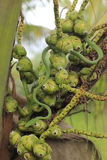 Green Vine Snake in Costa Rica  Costa Rica,Geotagged,Green Vine Snake,Oxybelis fulgidus