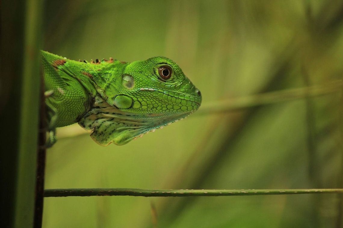 Baby Iguana  Costa Rica,Geotagged,Green iguana,Iguana iguana