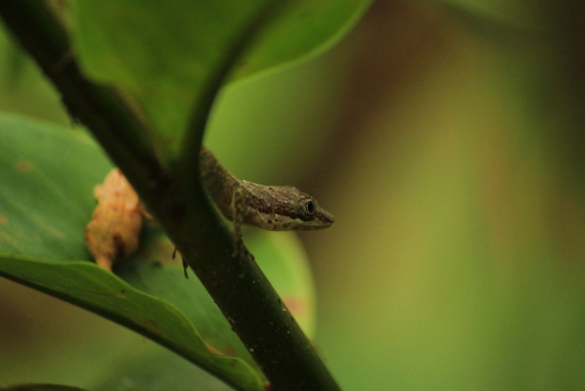 concurso_(duda)_retrato  Costa Rica,Geotagged