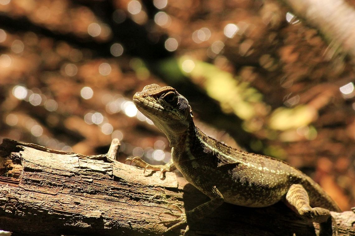 concurso_retrat  Costa Rica,Geotagged