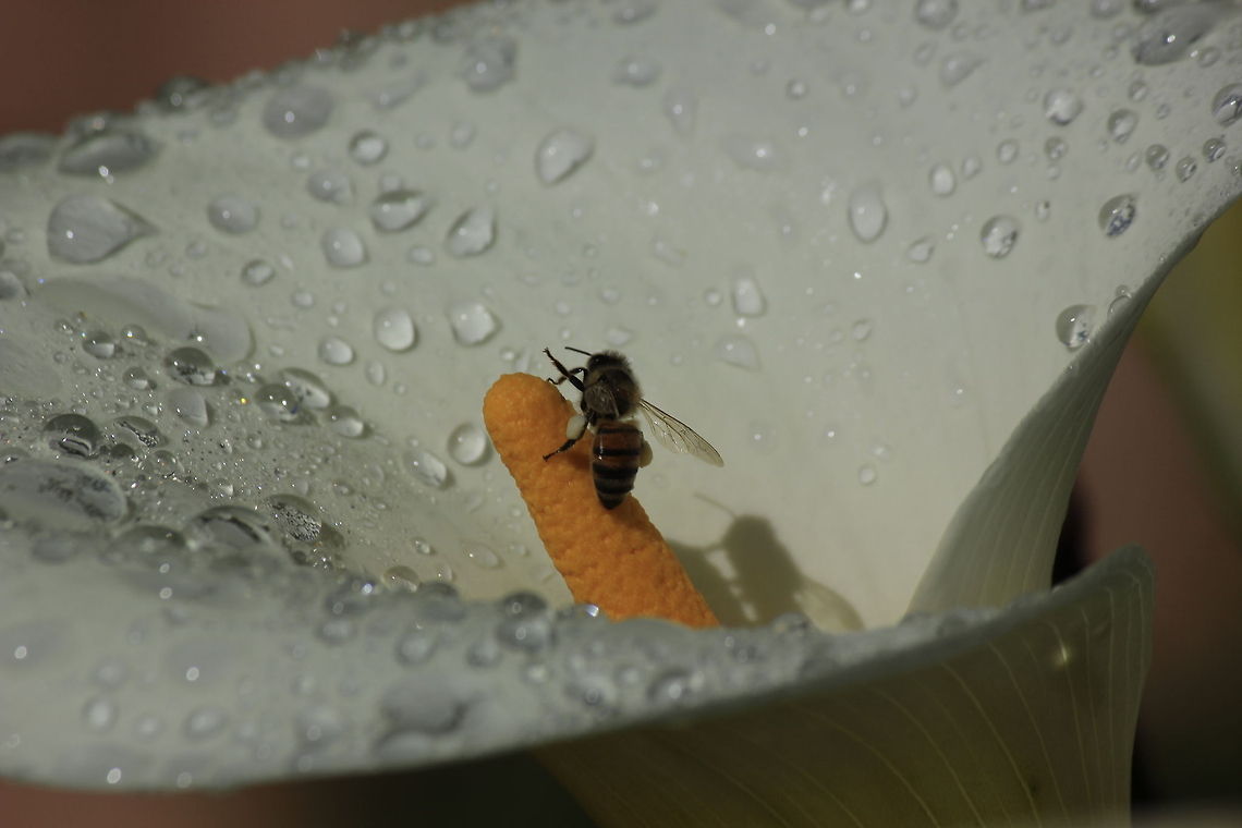 _MG_6426  Costa Rica,Geotagged