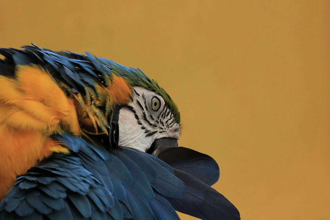 Blue-and-Yellow Macaw  Ara ararauna,Blue-and-Yellow Macaw,Geotagged,Spain