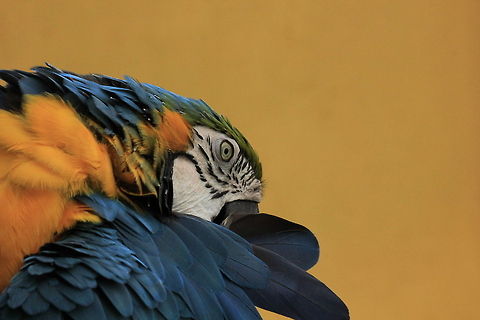 Blue-and-Yellow Macaw  Ara ararauna,Blue-and-Yellow Macaw,Geotagged,Spain