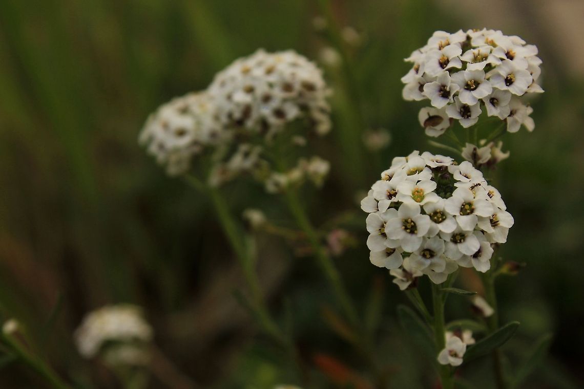 _MG_8877  Geotagged,Lobularia maritima,Spain,Sweet alyssum,nature