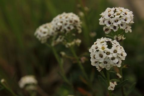 _MG_8877  Geotagged,Lobularia maritima,Spain,Sweet alyssum,nature