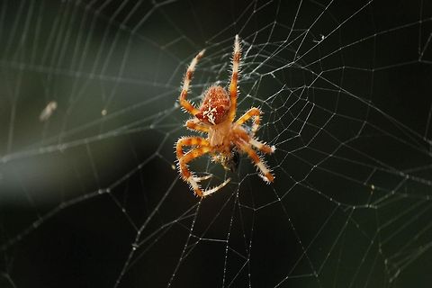 European garden spider  Araneus diadematus,European garden spider,Geotagged,Spain