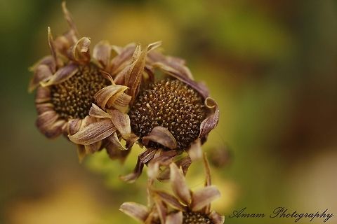 Macro  Geotagged,Spain