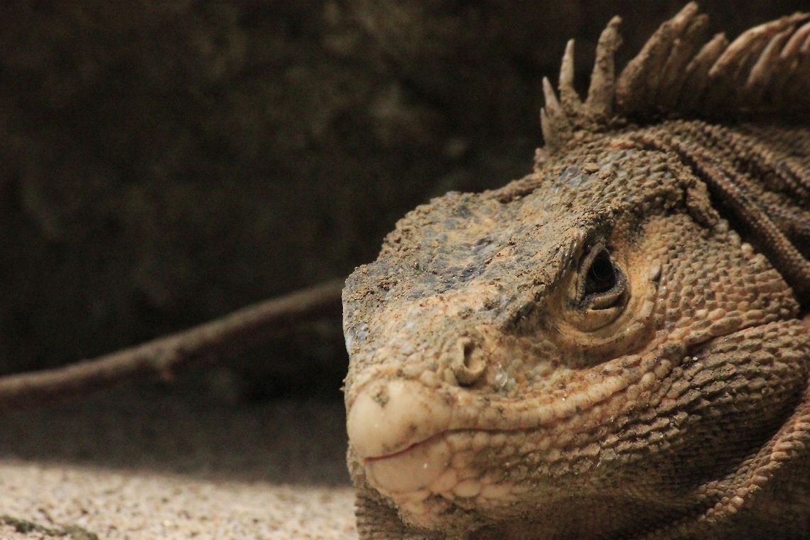 Watching  Costa Rica,Ctenosaura quinquecarinata,Ctenosaura similis,Geotagged,Green iguana,Iguana iguana
