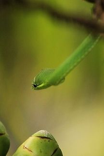 Amuelas_Oxybelis_fulgidus.jpg  Costa Rica,Geotagged,Green Vine Snake,Oxybelis fulgidus