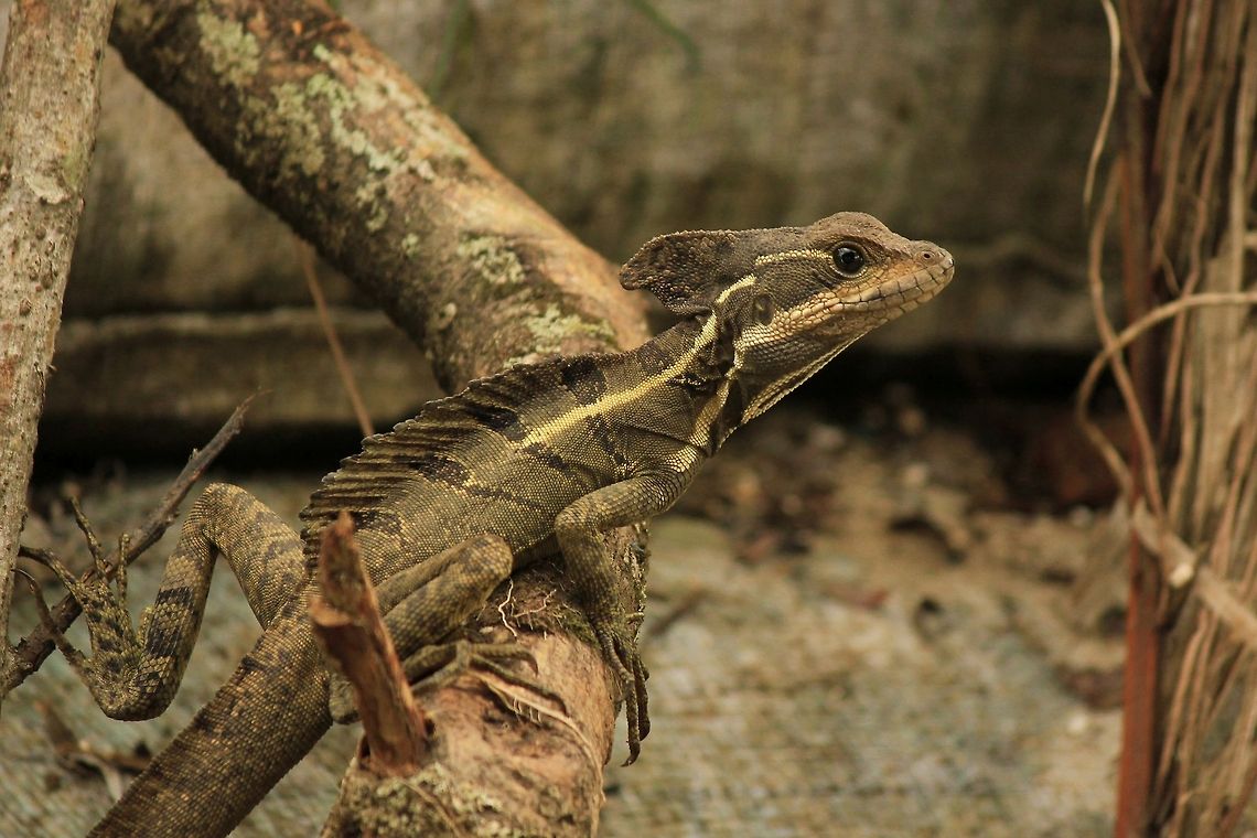 concurso_retrat_rep  Basiliscus basiliscus,Common Basilisk,Costa Rica,Geotagged