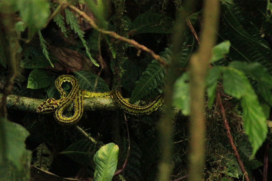 Bothriechis Nigroviridis  Bothriechis Nigroviridis,Bothriechis nigroviridis,Costa Rica,Geotagged