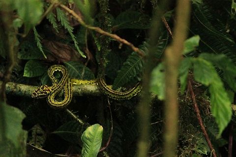 Bothriechis Nigroviridis  Bothriechis Nigroviridis,Bothriechis nigroviridis,Costa Rica,Geotagged