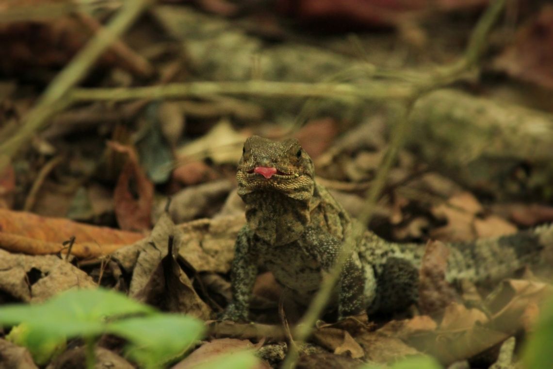 Smile  Costa Rica,Geotagged