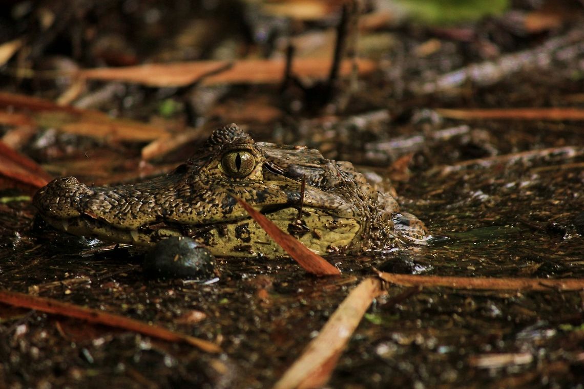 concurso_retrato_de_reptiles_3  Caiman crocodilus,Costa Rica,Geotagged,Spectacled caiman
