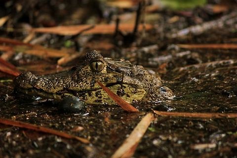 concurso_retrato_de_reptiles_3  Caiman crocodilus,Costa Rica,Geotagged,Spectacled caiman