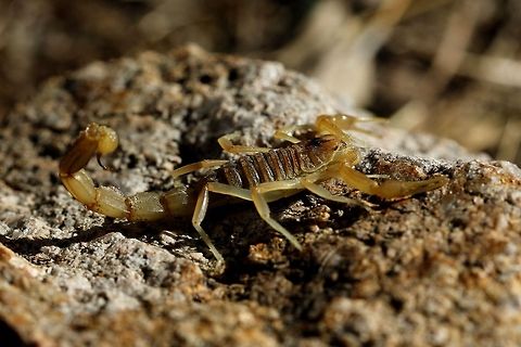 Common Yellow Scorpion  Buthus occitanus,Common Yellow Scorpion,Geotagged,Spain