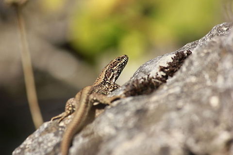 _MG_7895  Common wall lizard,Geotagged,Podarcis muralis,Spain