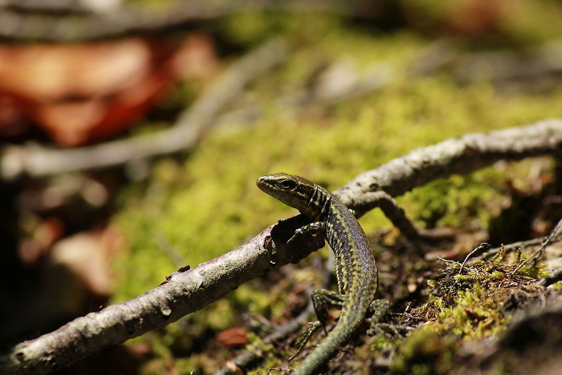 _MG_7920  Common wall lizard,Geotagged,Podarcis muralis,Spain