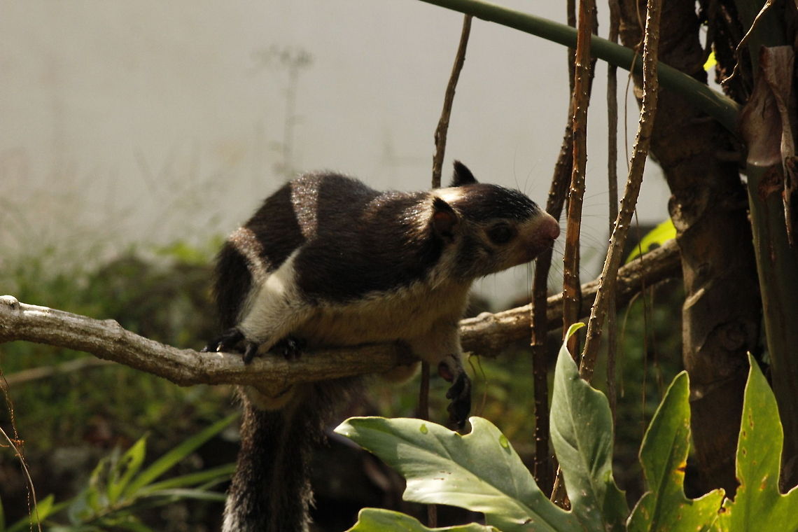 Malabar Squirrel  Geotagged,Grizzled giant squirrel,Indian Giant Squirrel,Ratufa indica,Ratufa macroura,Sri Lanka