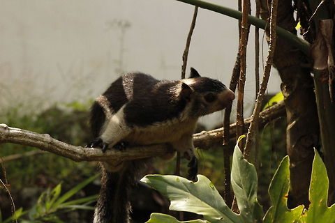 Malabar Squirrel  Geotagged,Grizzled giant squirrel,Indian Giant Squirrel,Ratufa indica,Ratufa macroura,Sri Lanka