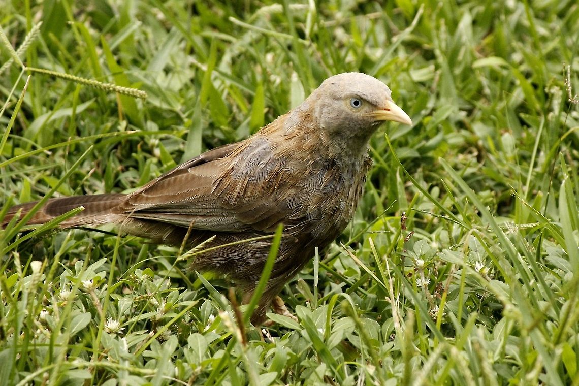 Orange-billed babbler  Geotagged,Orange-billed Babbler,Sri Lanka,Turdoides affinis,Turdoides rufescens,Yellow-billed Babbler