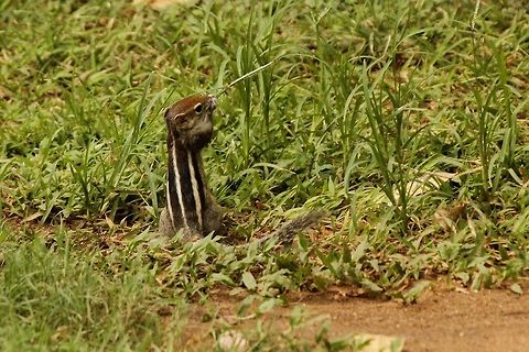 The Indian palm squirrel  Funambulus palmarum,Geotagged,Indian palm squirrel,Sri Lanka