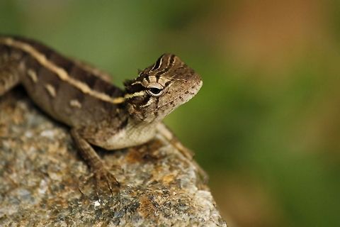 _MG_7024_be  Calotes versicolor,Geotagged,Oriental Garden Lizard,Sri Lanka
