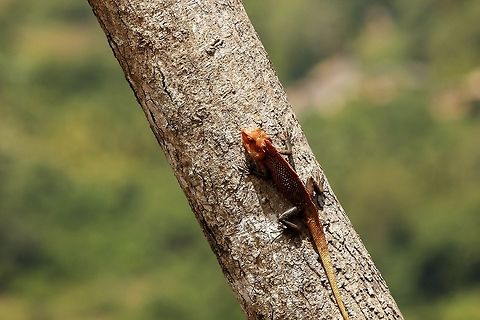 _MG_6950_be  Calotes versicolor,Geotagged,Oriental Garden Lizard,Sri Lanka