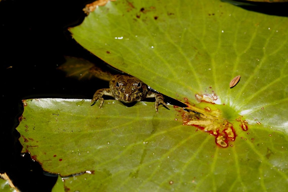 _MG_6511_be  Geotagged,Sri Lanka