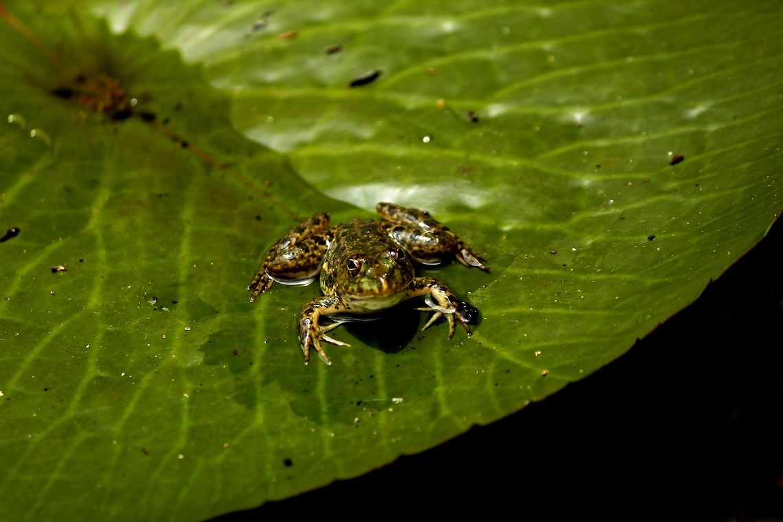 _MG_6414_be  Geotagged,Sri Lanka
