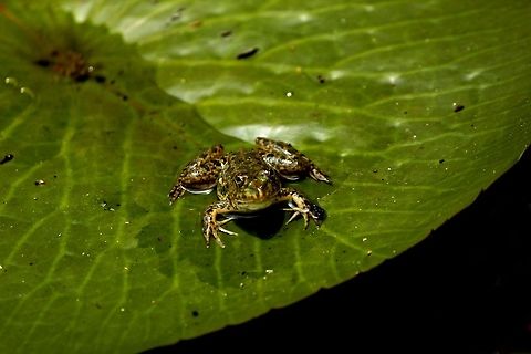 _MG_6414_be  Geotagged,Sri Lanka