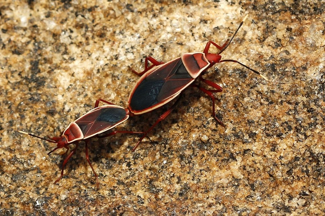 _MG_6399_be  Geotagged,Sri Lanka